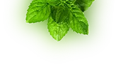 mint